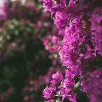 Liliana 2* ヴァリゴッティ
